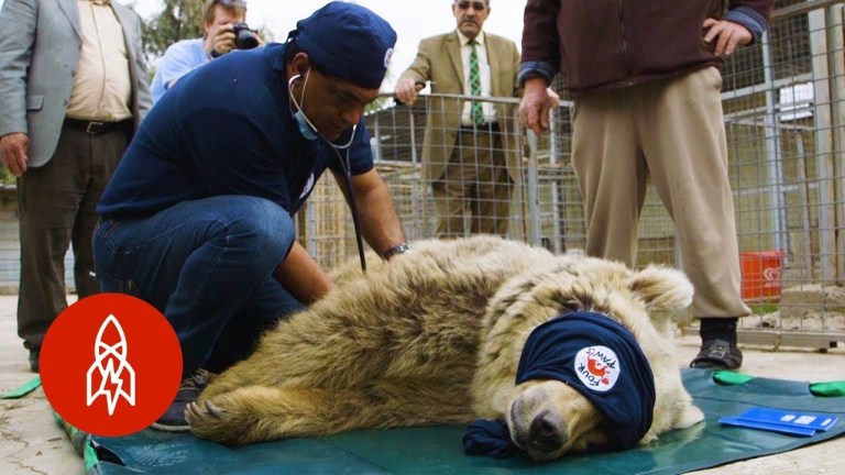 Dr Amir Khalil Rescue Animals Amman Jordan