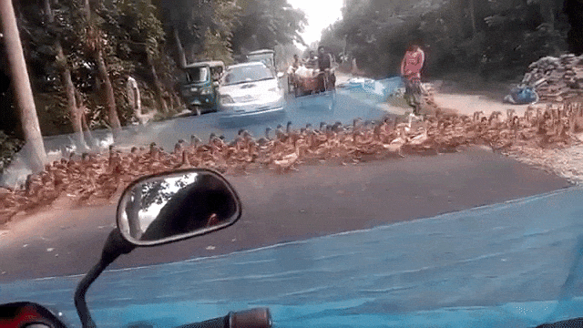 Ducks Crossing Road in India