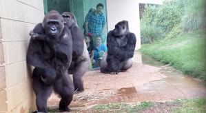 Family of Gorillas Escape the Rain
