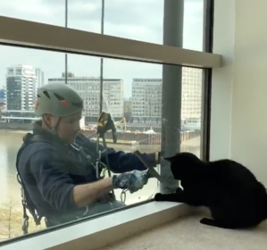 Guinness Cat Plays with Window Washer