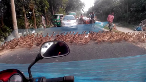Hundreds of Ducks Cross Road