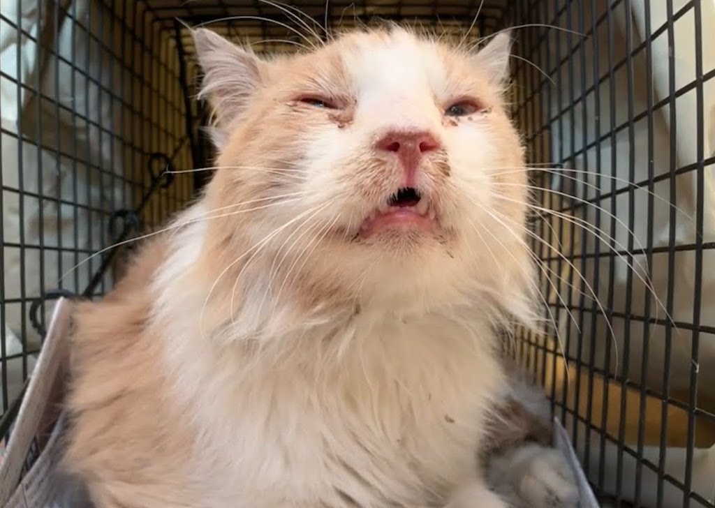 The Incredible Journey of a Stray Cat From Shy, Sick and