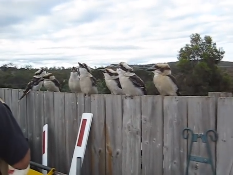 Kookaburras-Laughing-.png