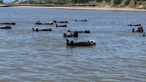 Otters Backstroke Routine