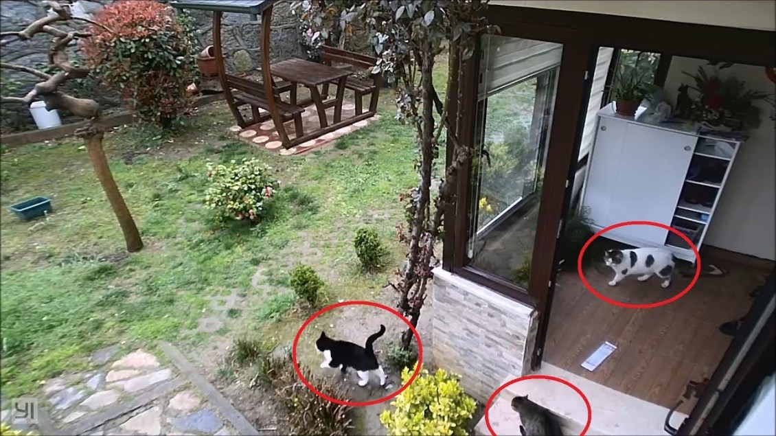 Outdoor Cats Invade Home