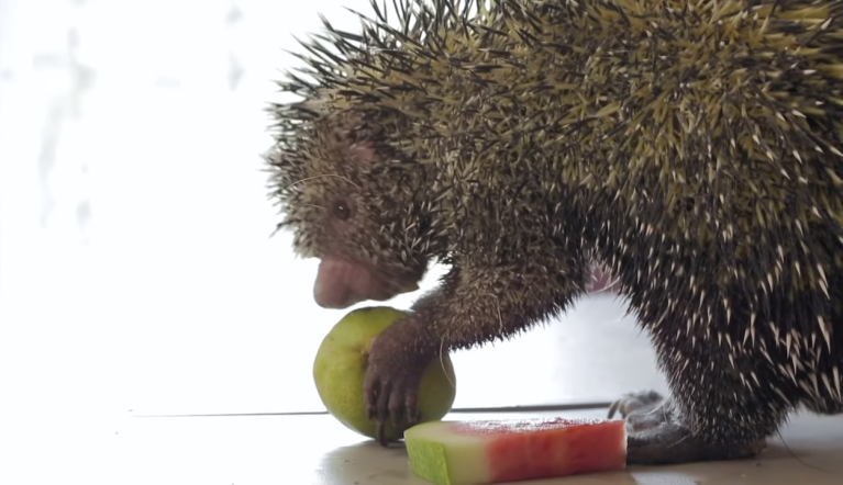 Porcupine Samples Fruit