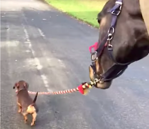 Rocco the Dog Walks Wally the Horse
