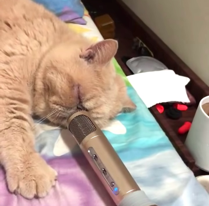 Snoring Cat Microphone