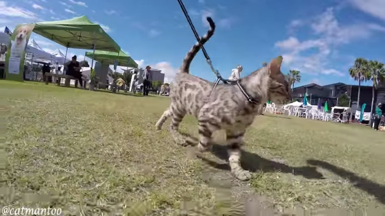 Teaching a Cat to Walk on Leash