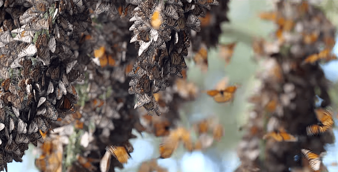The Sound of Several Million Monarch Butterflies Taking Off at Once