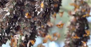 The Sound of Several Million Monarch Butterflies Taking Off at Once