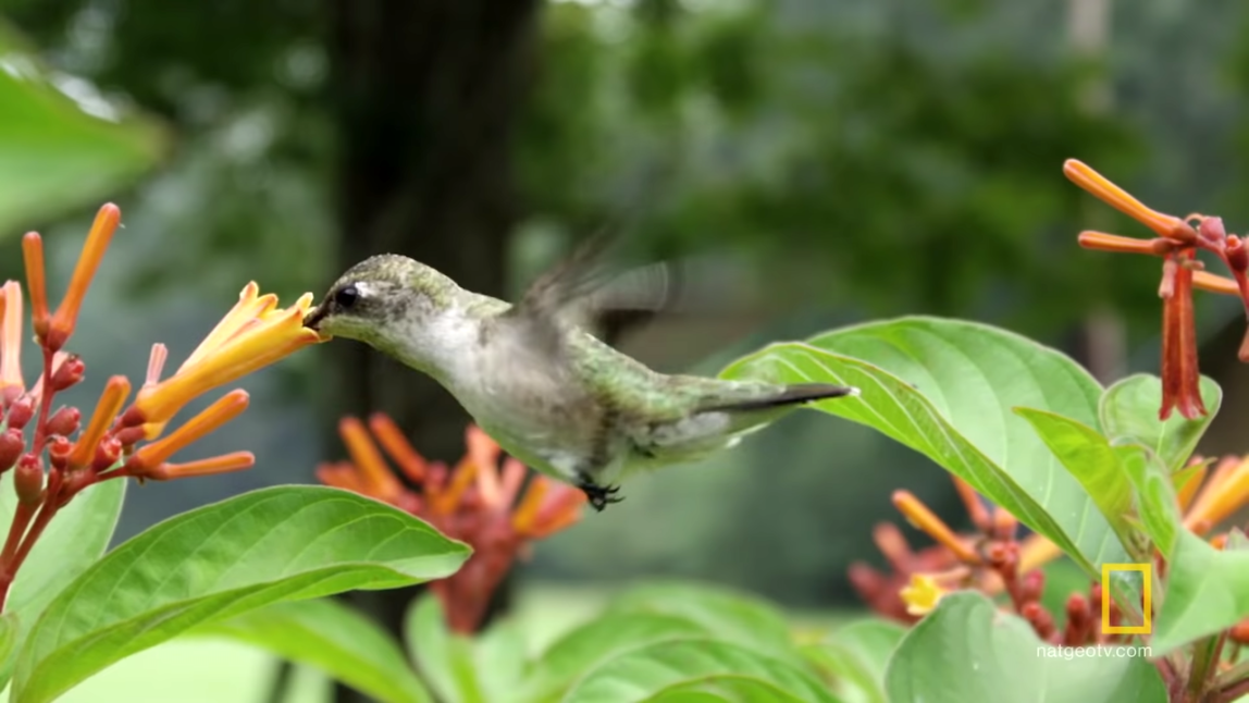 Why Do Hummingbirds Hover