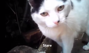 16 Cats Wear Cameras to Reveal How Cats Behave