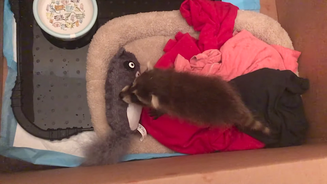 Baby raccoon rescued after mom was hit by a car