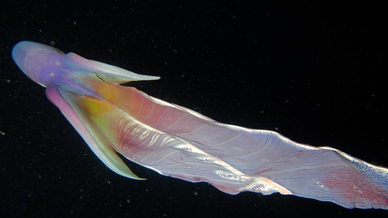 Blanket Octopus