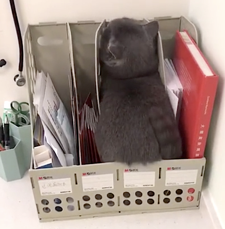 Cat Hides From Vet in File Sorter on Vets Desk