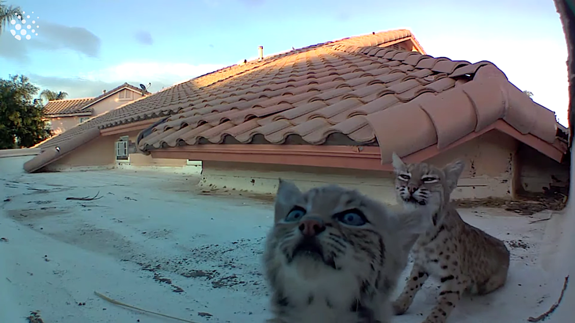 Curious bobcat kittens inspect camera on Arizona roof