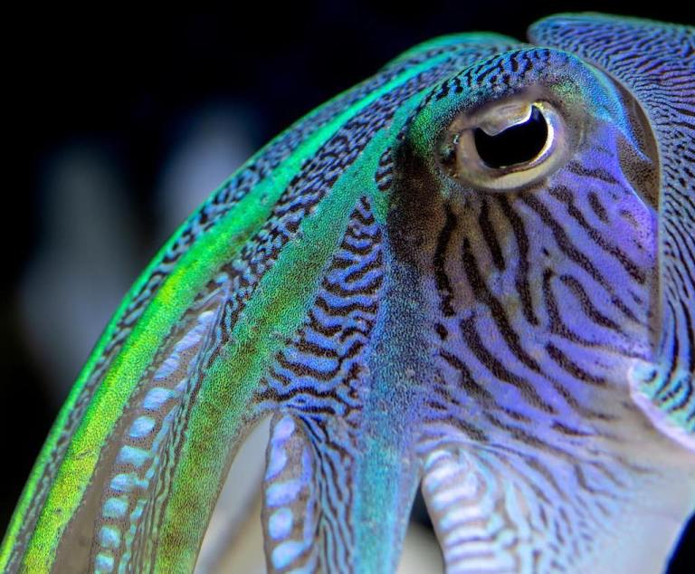 Cuttlefish Eye