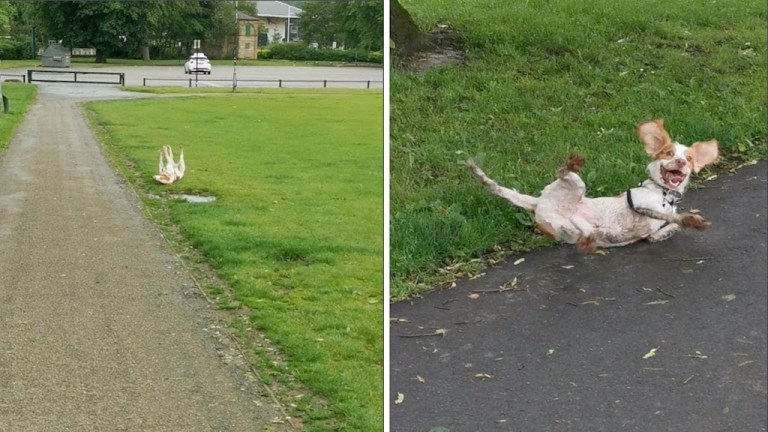 Fainting Cocker Spaniel