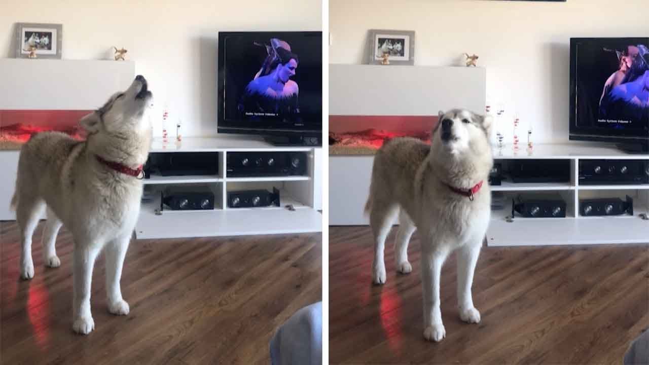 Husky-Sings-to-Opera.jpg