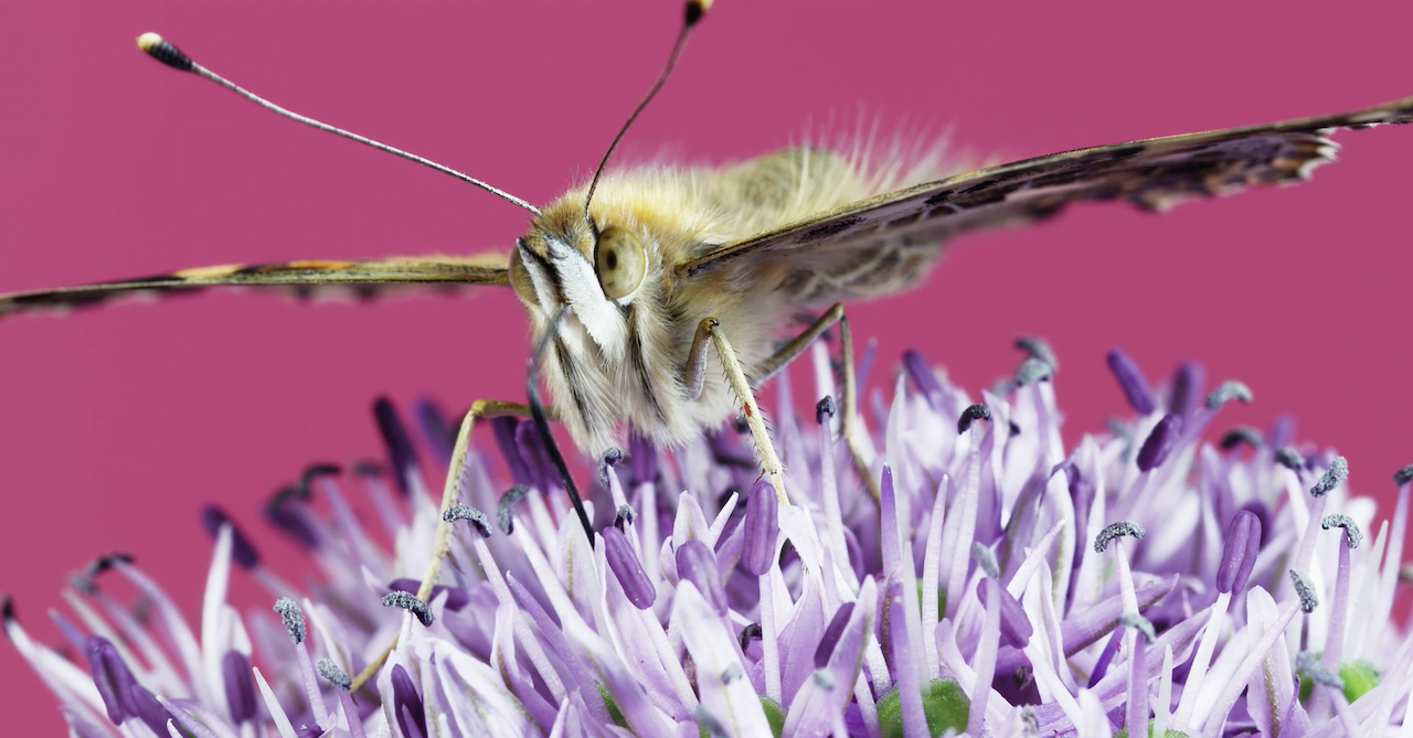 Gorgeous 8k Film Capturing The Symbiotic Relationship Between Busy Insects And Colorful Blooming Flowers