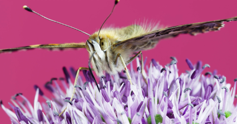 Insects and Flowers