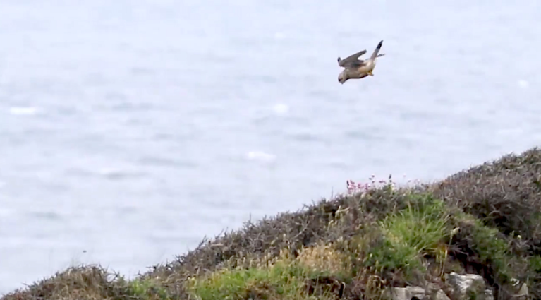 Kestrel Hovering in Place Steady Head