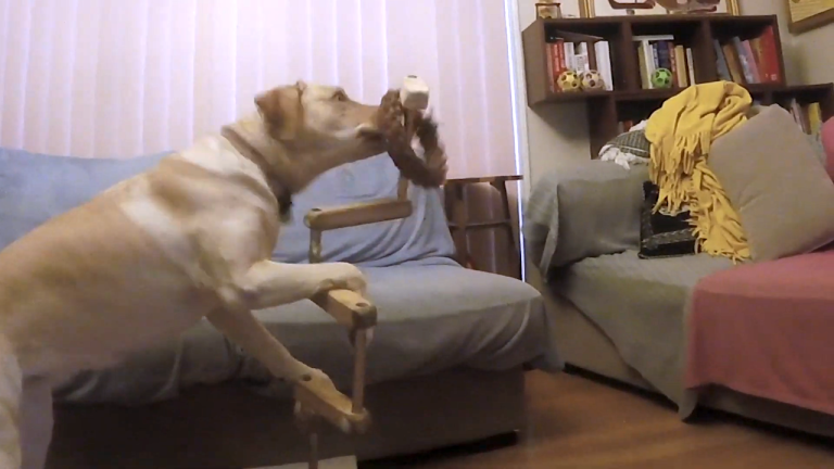 Labrador Solves Extra Difficult Vertical Maze