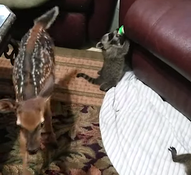 Man Opens His Home to Orphaned Wildlife