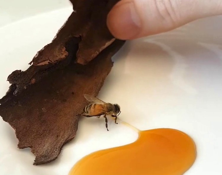 Man Revives Bee With Honey