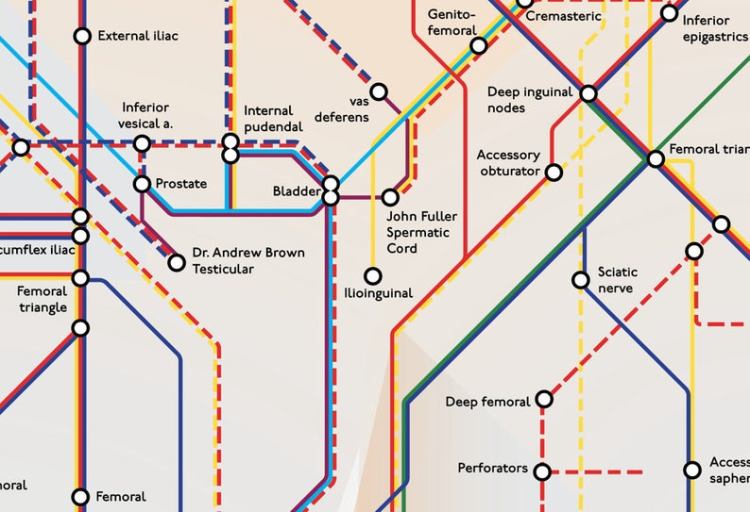 Map Anatomy London Underground Prostate