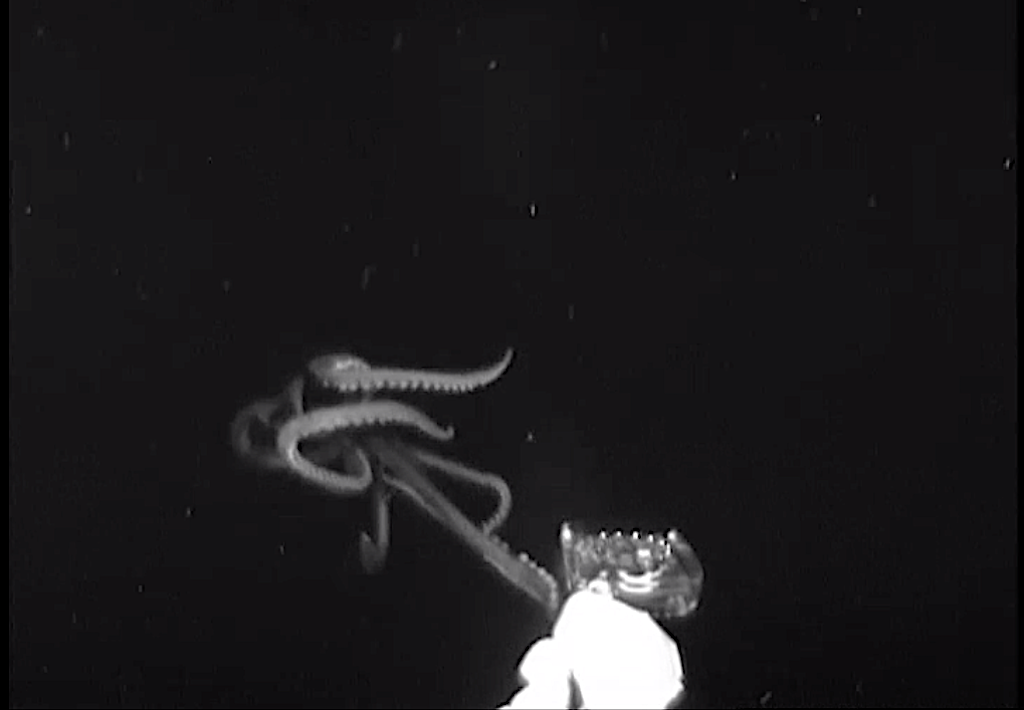 Rare footage of a Giant Squid Gulf of Mexico