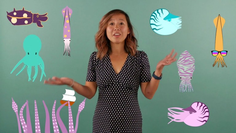 Samantha Cheng Cephalopod Facts ABCs