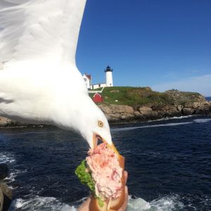 Seagull Steals Lobster Roll from Alicia Jessops Hand in Maine