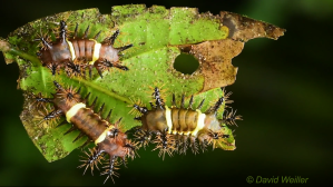 Slug Moth Caterpillars 'Breathing