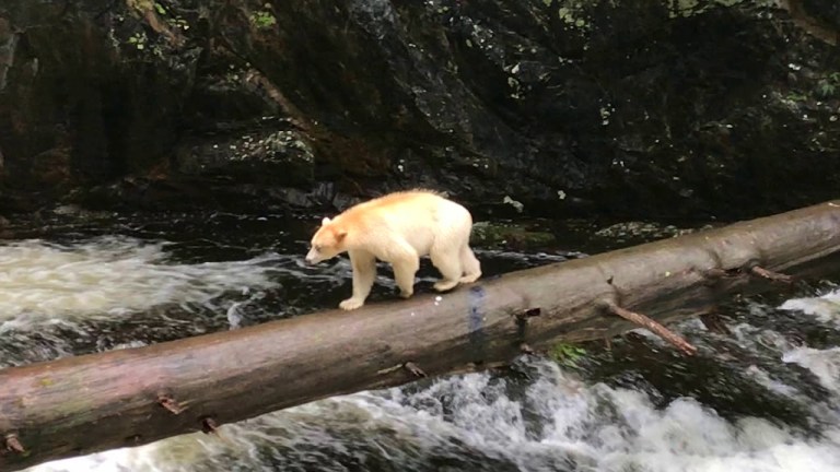 Spirit Bear Great Bear Rainforest British Columbia