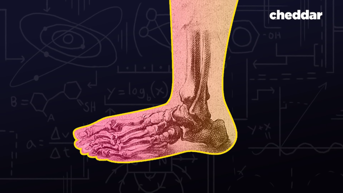 The Human Foot Is a Design Disaster