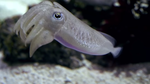 Why We Love Cephalopods