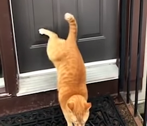 orange tabby knocks on door with back legs