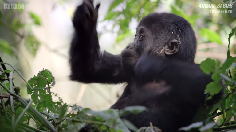 Baby Gorilla Learning How to pound chest