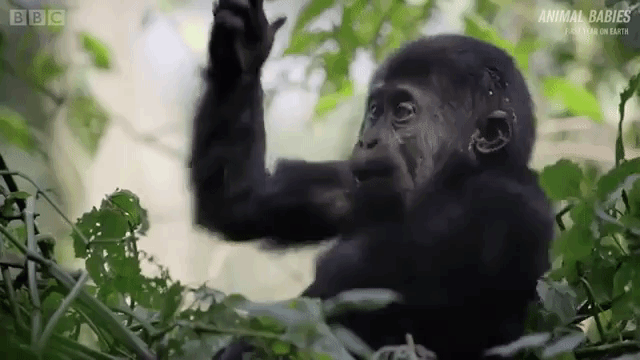 Baby Gorilla Pounding Her Chest