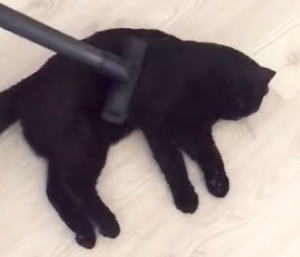 Black Cat Vacuum Cleaning