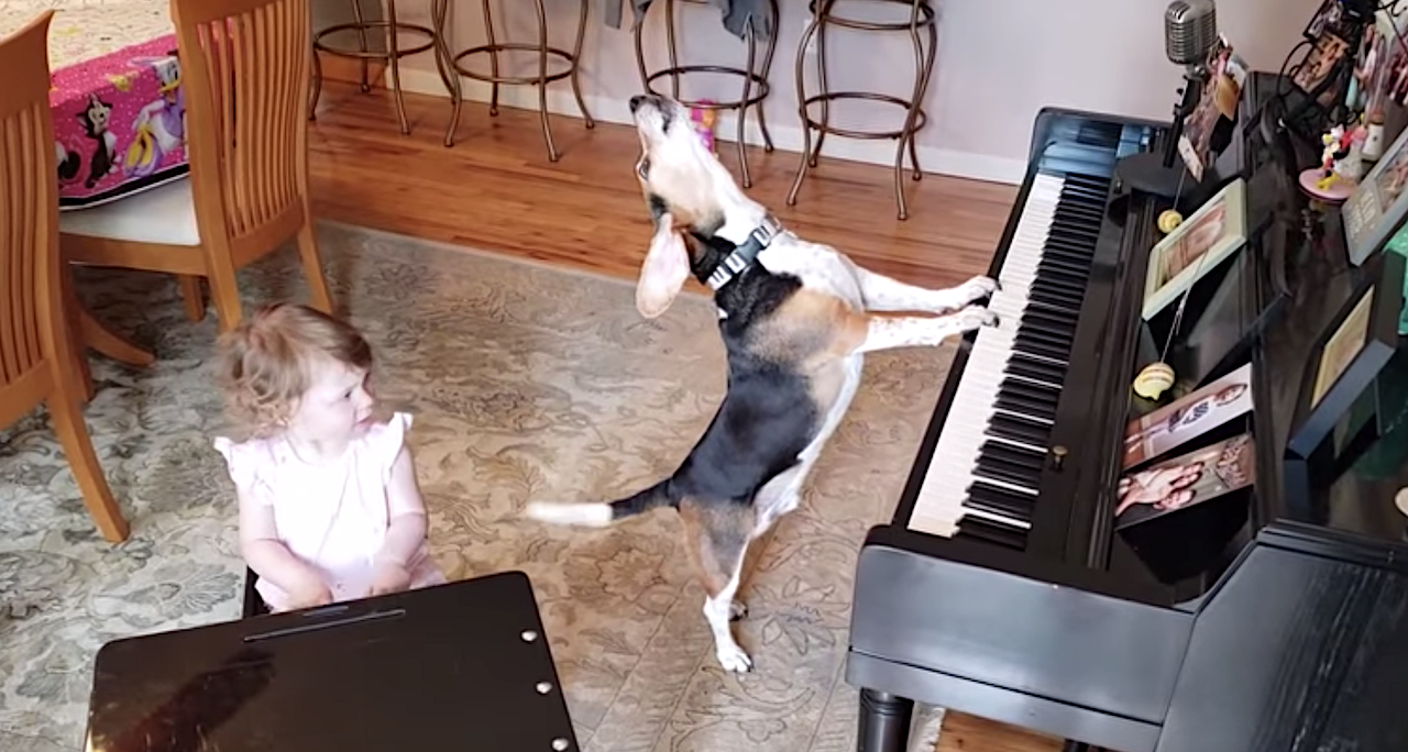 Buddy-Mercury-Piano-Dog-Duet-With-Human-