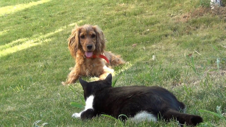 Cat Blocks Dog