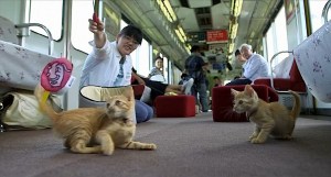 Cat Cafe Train