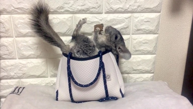 Chinchilla on Purse