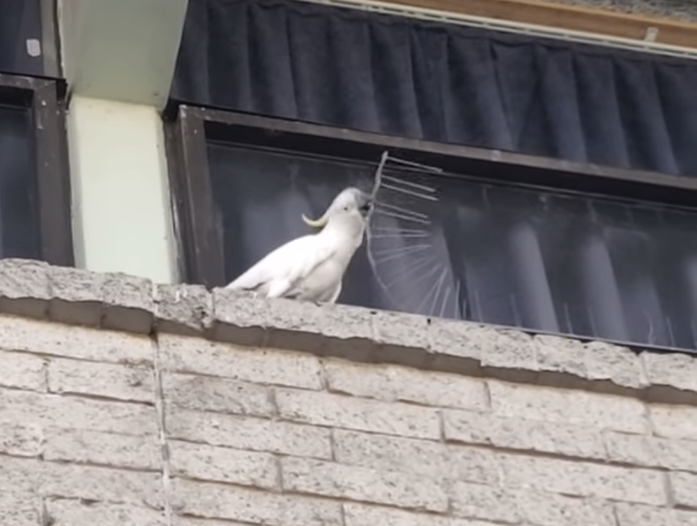 Cockatoo Removes Strips of Anti-Bird Spikes