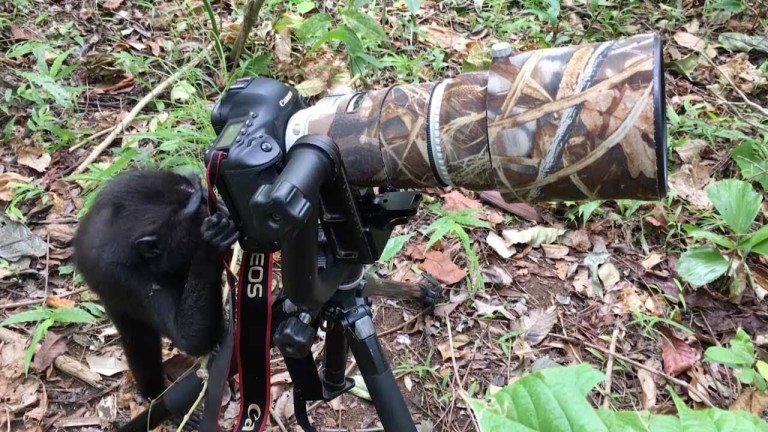 Curious Monkey Checks Out Camera