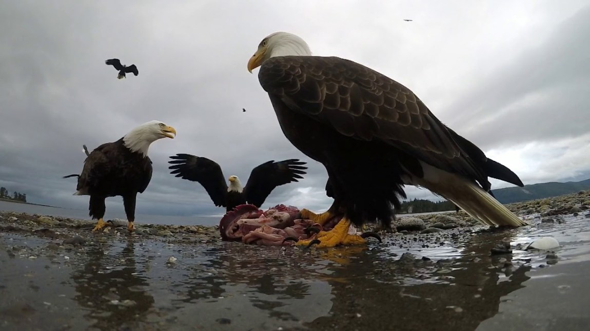 Eagle Steals GoPro Camera