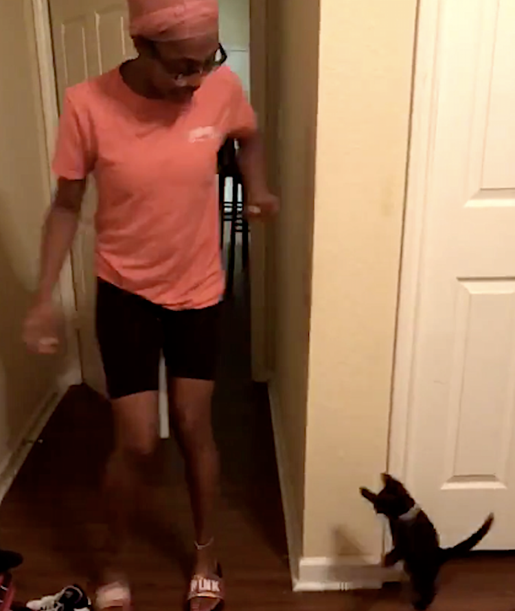 Fierce Kitten Tries to Scare Her Human